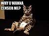 A picture of a striped cat in an apparent seated position with its legs spread, looking at the camera. In the upper left corner is the text "Why U Wanna Censor Me?" in white capital letters