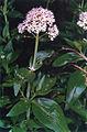 Centranthus trinervis