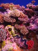 Osprey Reef, Australia.