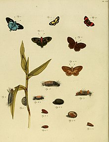 Multiple species of moth including Cosmosoma pheres as a larva on the far left side (fig.5)