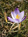 Crocus tommasinianus seedling