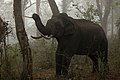Asian elephants has found a refuge in the Meghalaya subtropical forests
