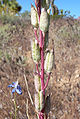 Delphinium parishii