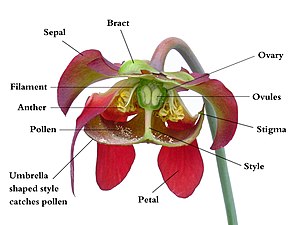 Cutaway view of a Sarracenia flower with anatomical parts labeled