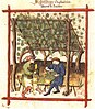 Medieval vineyard