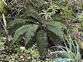Prince-of-Wales Feather fern