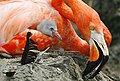 Phoenicopterus ruber con pulcino