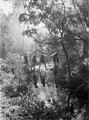 Frensham Bushland by Harold Cazneaux