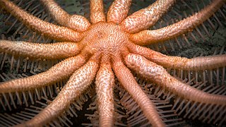 Freyella elegans observée in situ par la mission Okeanos Explorer.