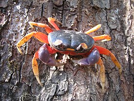 Краб Gecarcinus quadratus