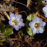 花冠は裂片が卵形