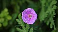 Geranium (possibly 'Johnson's Blue')