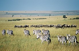 Zèbres des plaines et gnous dans la réserve nationale du Masai Mara au Kenya.