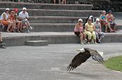 A bald eagle at a bird show at Las Águilas Jungle Park in Tenerife