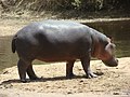 Image 12Hippopotamus at the Benoue National Park (from Tourism in Cameroon)