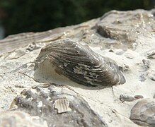 Fossile de Hoernesia socialis (Bakevelliidae)