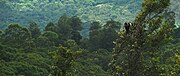 Macaque à queue de lion dans les Monts Anamalai (ou Anamala), un massif des Ghats occidentaux.