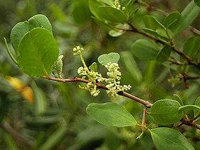 Laguncularia racemosa, em Bragança, Pará