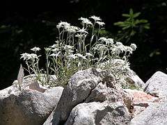 Leontopodium alpinum Cass.