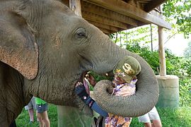 Mahout feeding an elephant