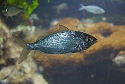 Eucinostomus-suvun laji