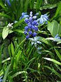 Muscari botryoides