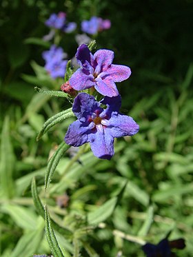 Lithospermum purpurocaeruceum