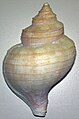 Neptunea pribiloffensis (dorsal)