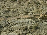 Middle Triassic Muschelkalk (shell-bearing limestone) near Dörzbach, Germany