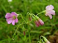 Oxalis rubra