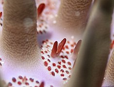 Pédicellaire en ciseau d'une Acanthaster Planci.