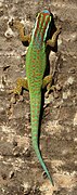 Lézard vert de Manapany.