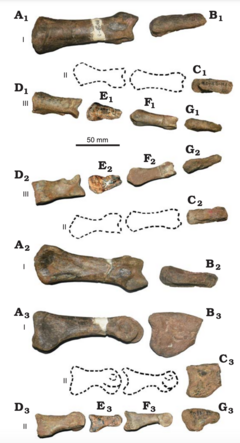 Description de l'image Phuwiangvenator Hands.png.