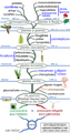 Arbre de parenté des végétaux, d'après Stewart & Rothwell (2010)[54], Woese et al. (1990)[15], Lecointre & Le Guyader (2006)[40], López-García & Moreira (2008)[55].