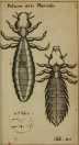 Redi's illustration of lice