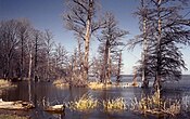 that swampbuster discourages using wetlands as croplands?