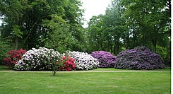 Rhododendron-Park