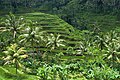 Image 29Rice terraces in Bali (from Tourism in Indonesia)