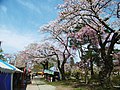 桂城公園の桜