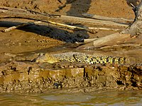 Seen here is a juvenile crocodile, which grows considerably in length over several years but is easily distinguished by slender build and size.