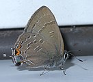 Adult, ventral view of wings.