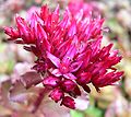 Sedum spurium 'Purpurteppich'