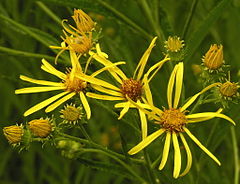 Description de l'image Senecio paludosus ziedai, 2006-07-22.JPG.