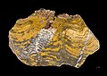 One of the oldest life forms, a Stromatolite of Paleoarchean age – 3, 600 to 3, 200 million years ago (Mya)