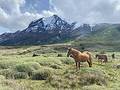 Wild Horses