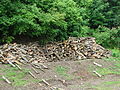 Trees cut into logs