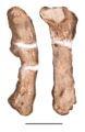 Femur and tibia of Staurikosaurus also the holotype of their synonym "Teyuwasu"