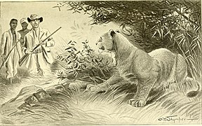 Illustration of a lion being encountered by a group of people on an expedition from Somaliland to Lake Lamu