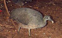 Solitary Tinamou