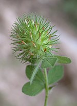 Miniatura para Trifolium lappaceum